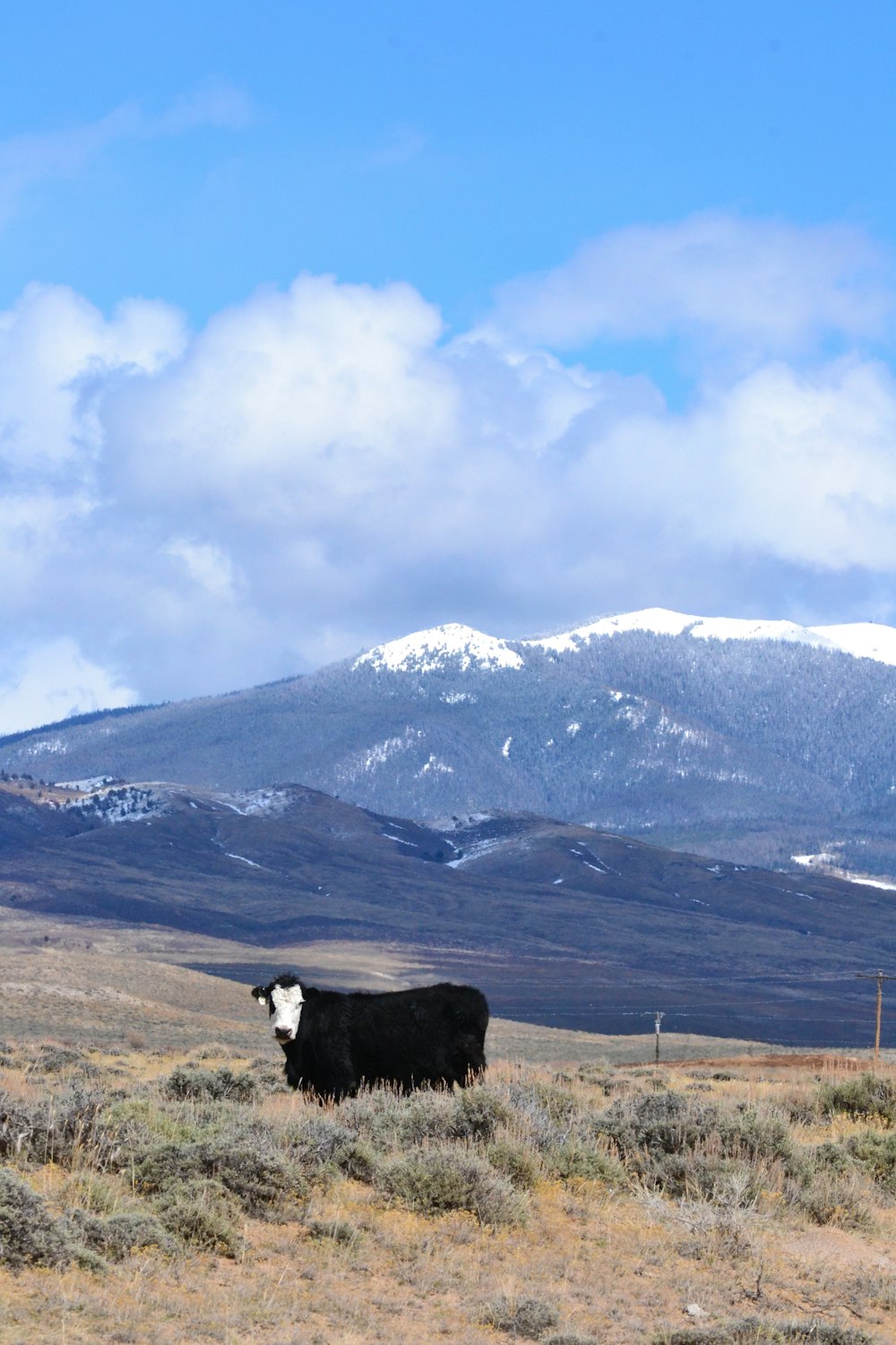 black and white cow on brown field during daytime