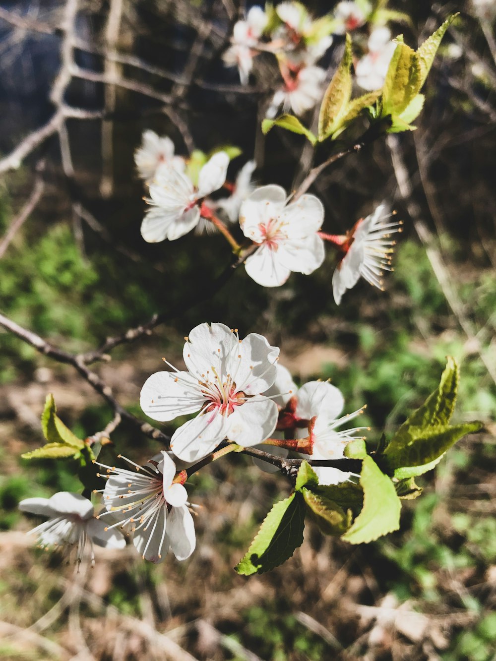 white and red flowers in tilt shift lens