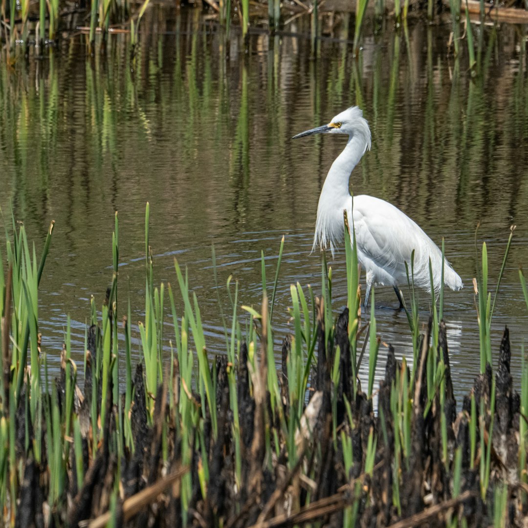 white bird on water near green grass during daytime