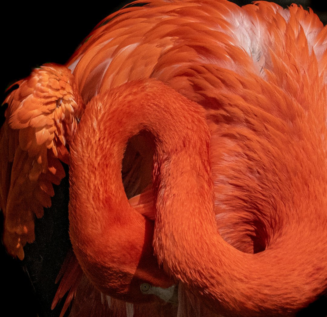 pink flamingo in close up photography