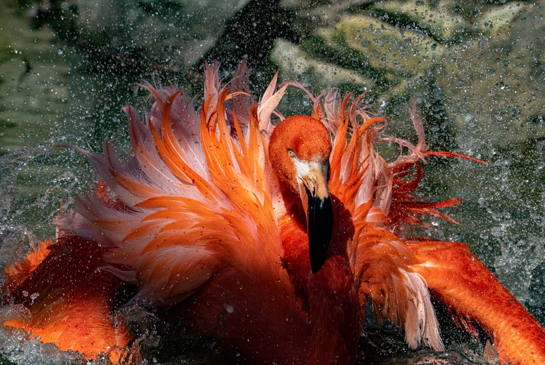 pink flamingo in water during daytime