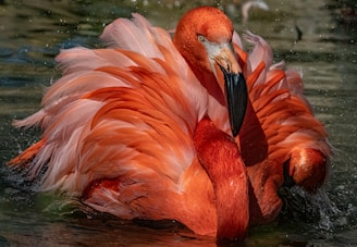 pink flamingo on water during daytime
