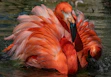 pink flamingo on water during daytime