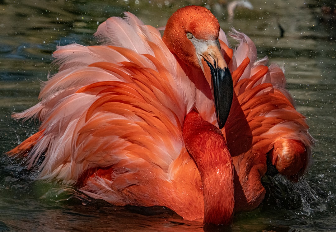 pink flamingo on water during daytime