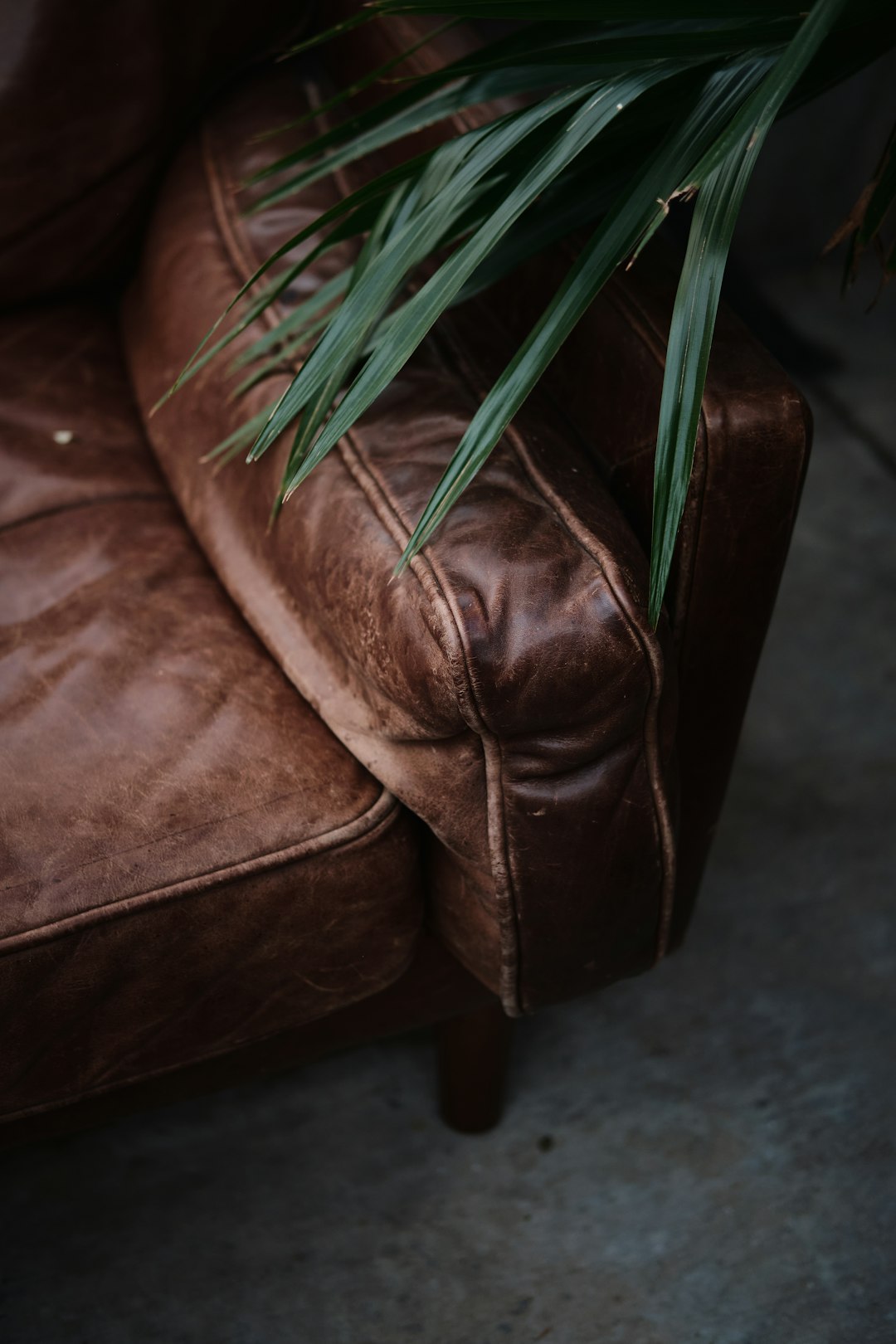 green plant on brown leather armchair