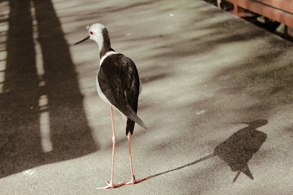 black and white bird on gray concrete floor