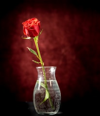 Elegant single-stem roses in deep red, displayed in a slender glass vase with natural greenery.