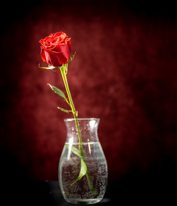 Elegant single-stem roses arranged in a minimalist glass vase.