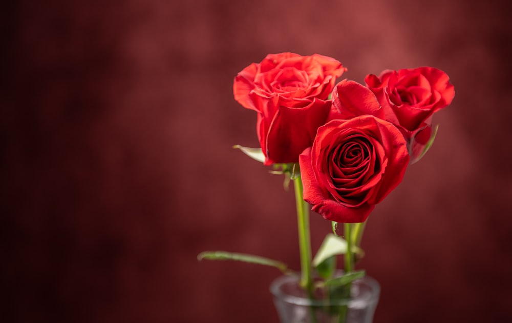 red rose in clear glass vase