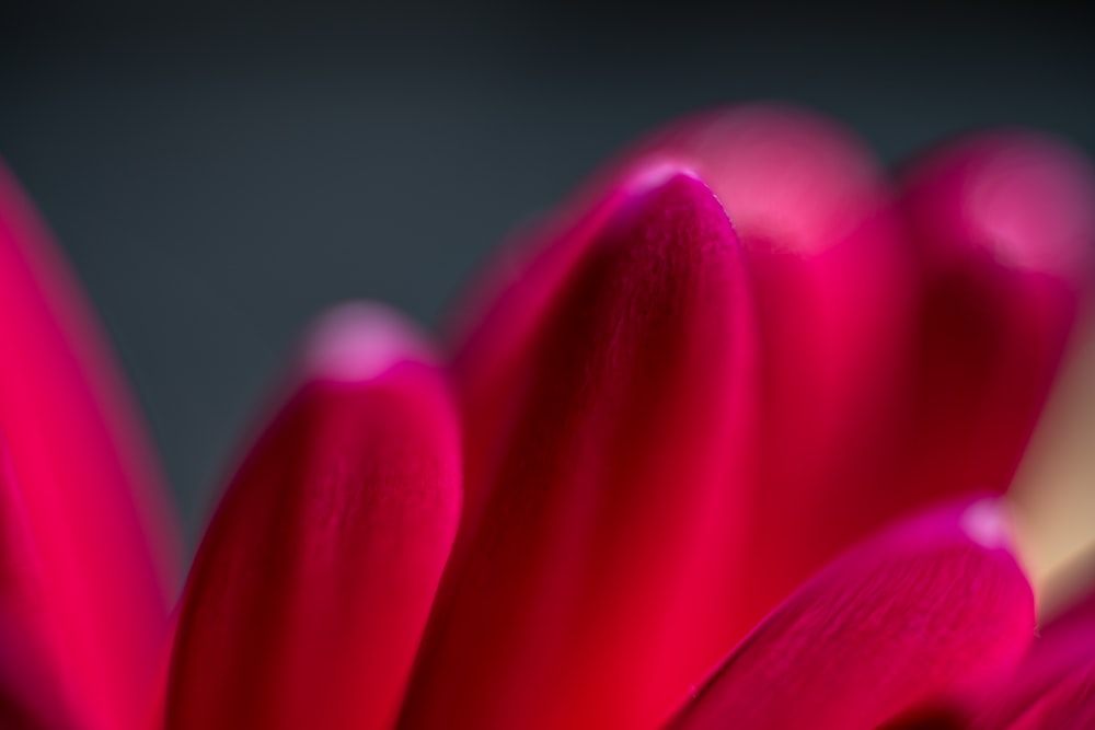 purple flower in macro shot