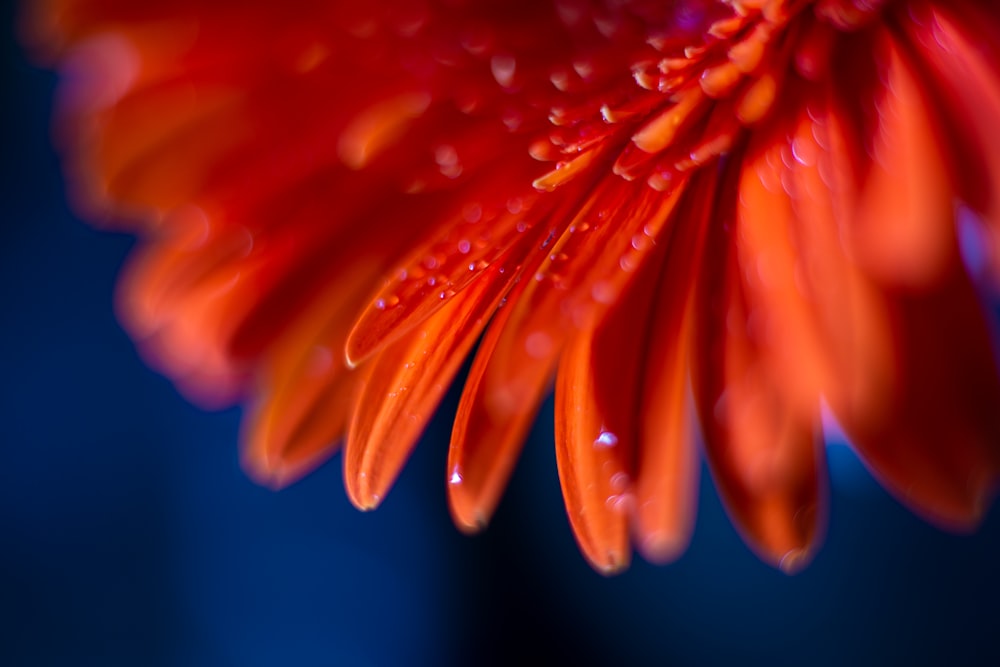 red and yellow flower in close up photography