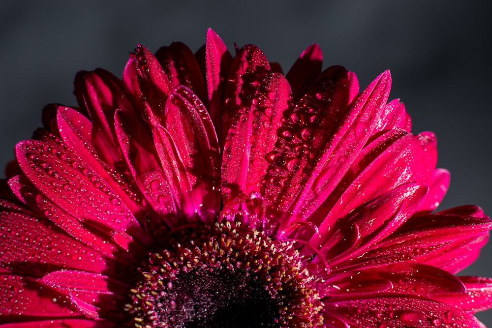 Rosa Gerbera Gänseblümchen in Blüte