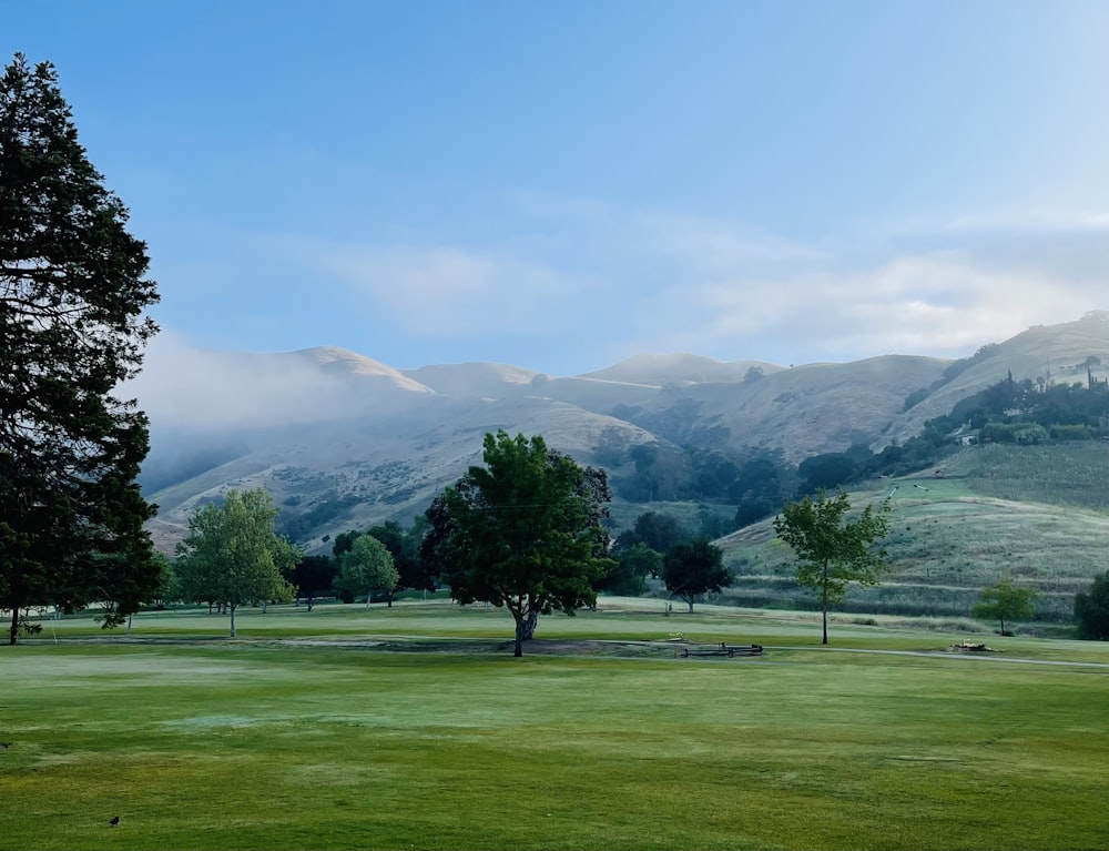 green grass field with trees and mountains in the distance