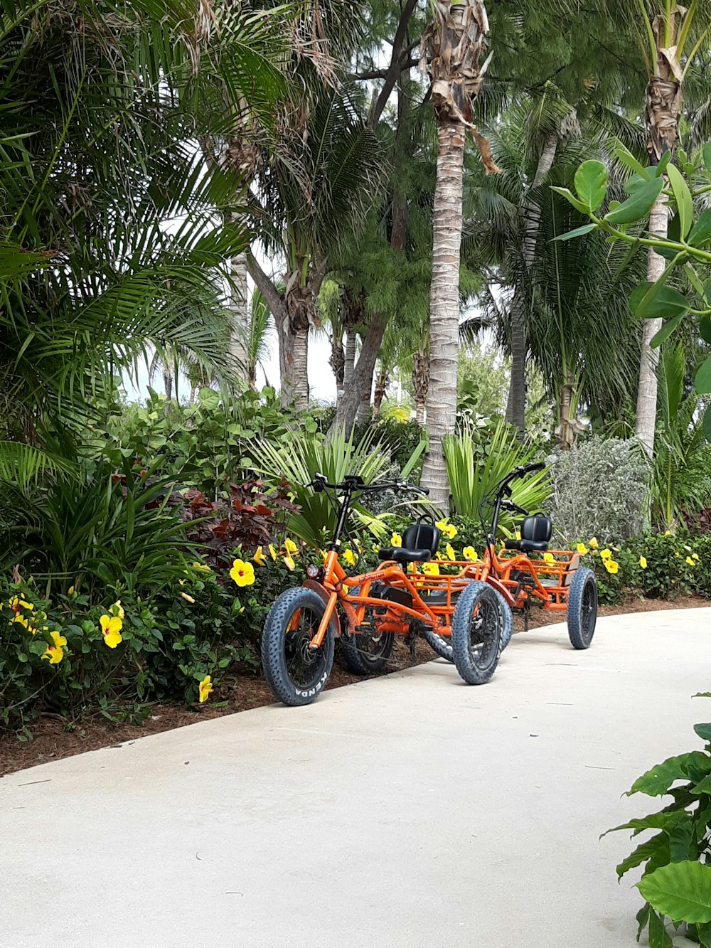 orange and black motorcycle parked near palm trees during daytime