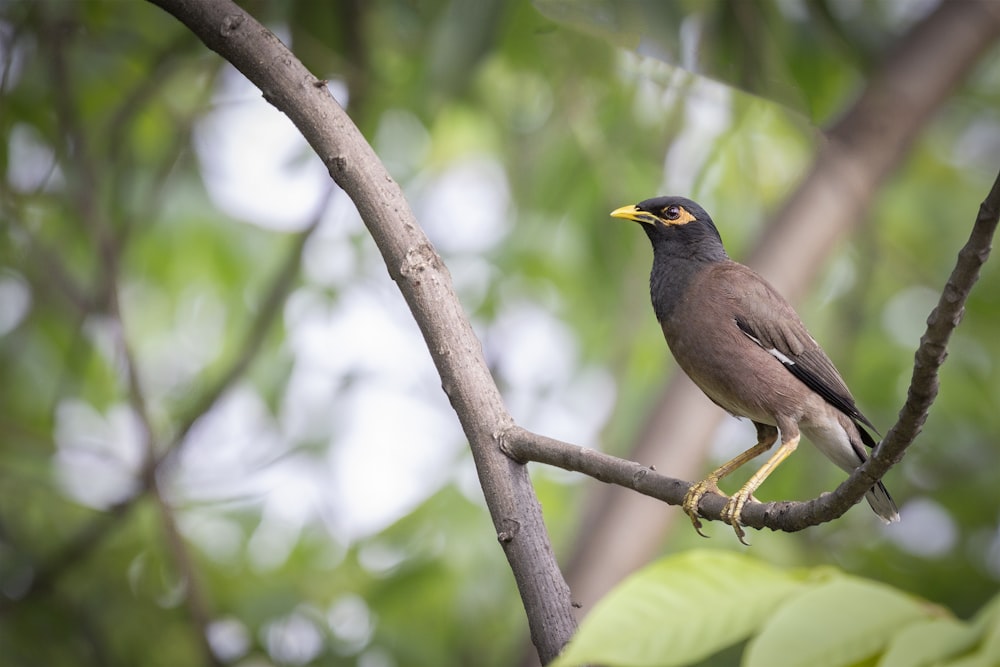 brown bird on tree branch during daytime