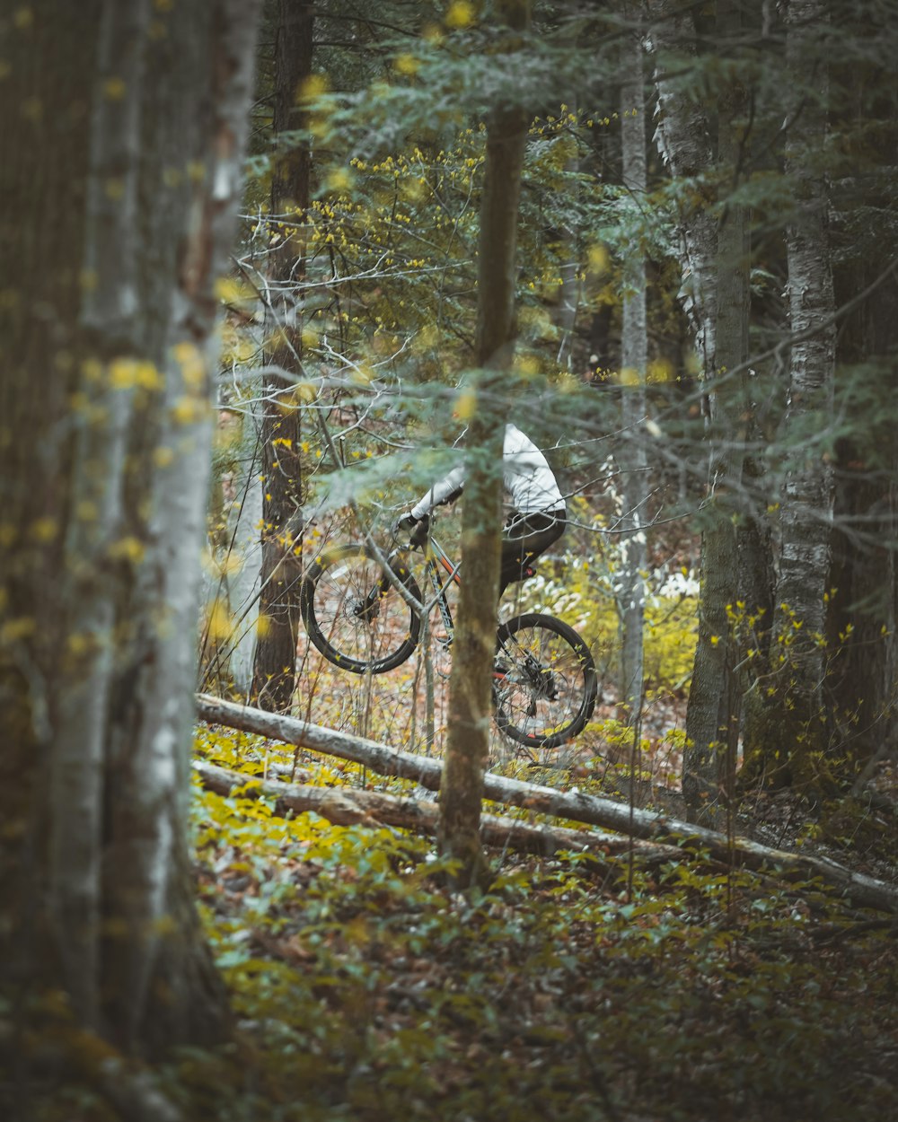 black bicycle on brown tree trunk