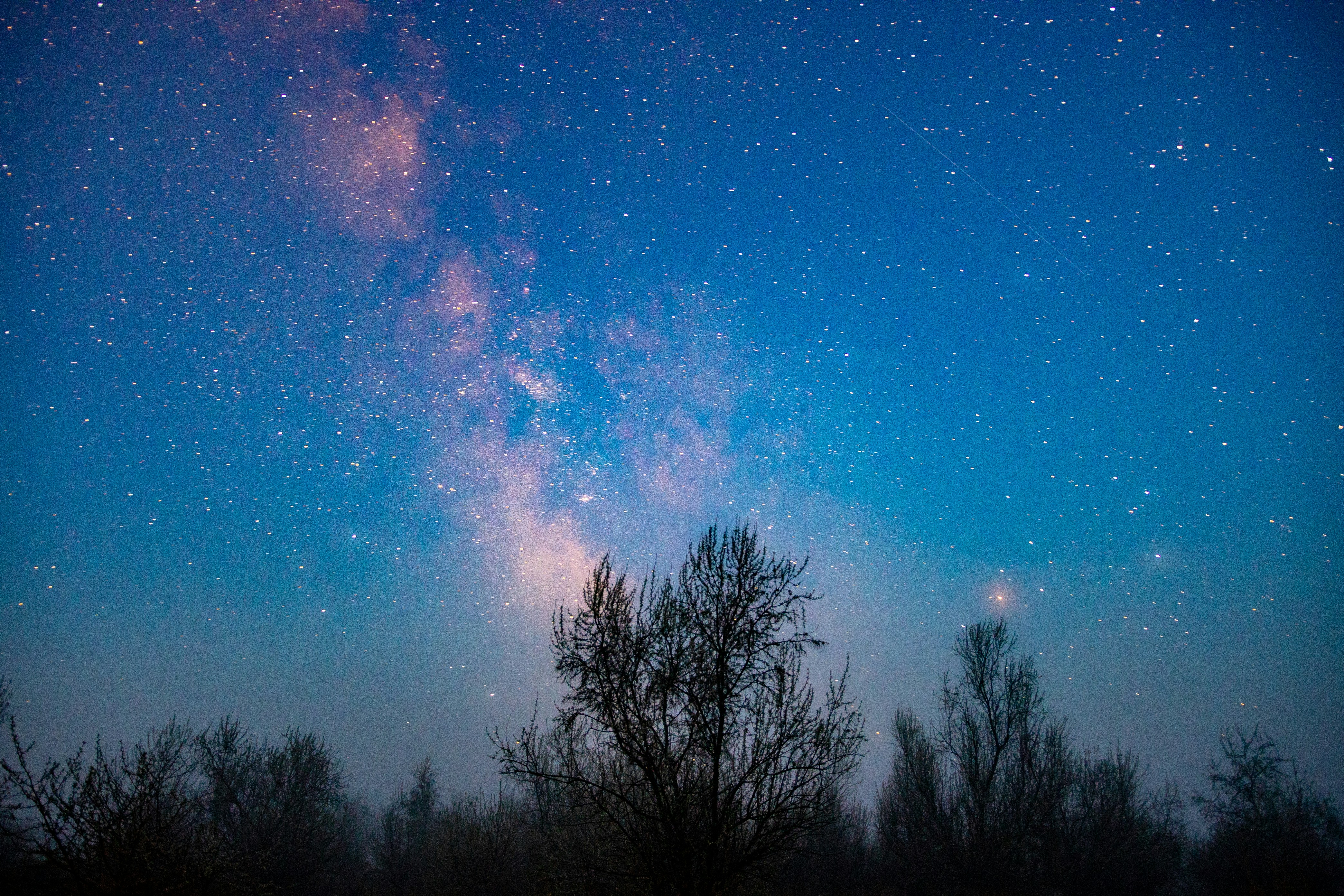 silhouette of trees under blue sky with stars during night time
