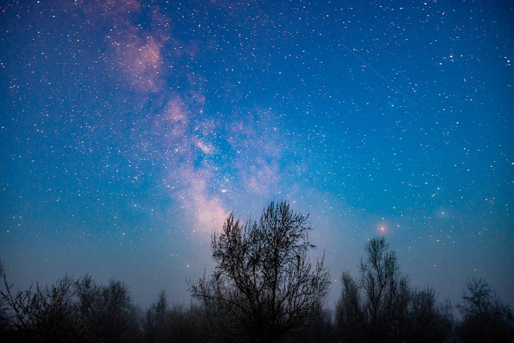 silhouette of trees under blue sky with stars during night time