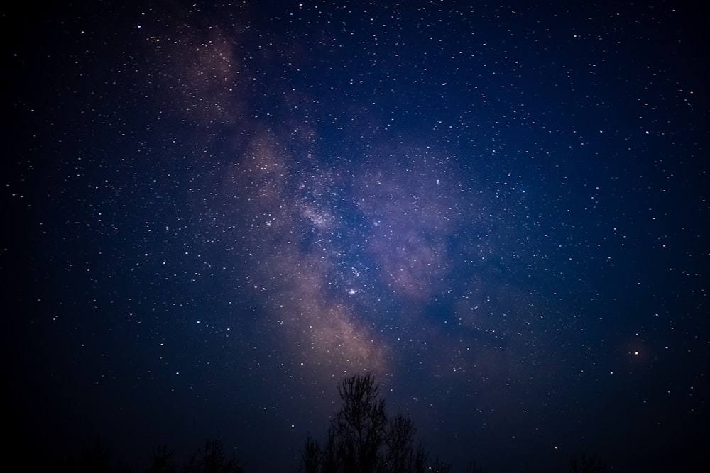 silhouette of trees under blue sky during night time