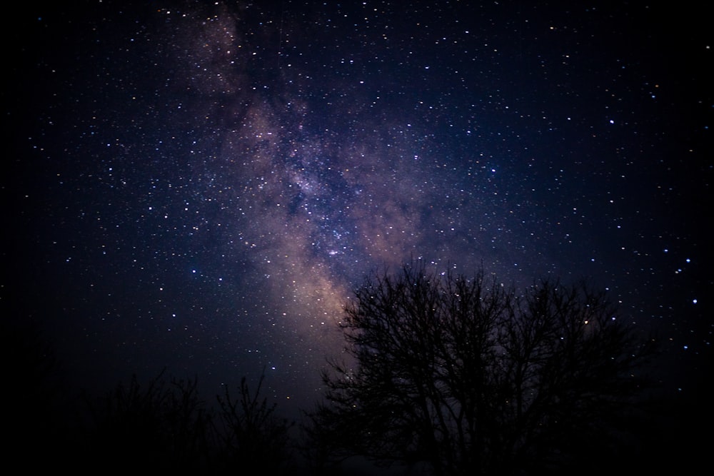 silhouette of trees under starry night