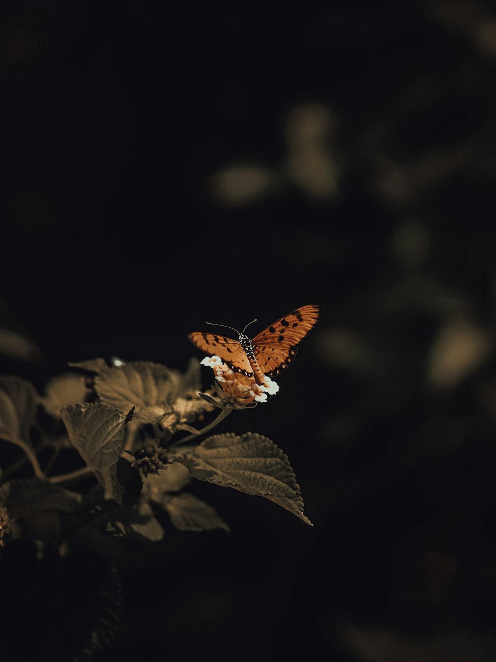 borboleta marrom e branca empoleirada na folha marrom em fotografia de perto