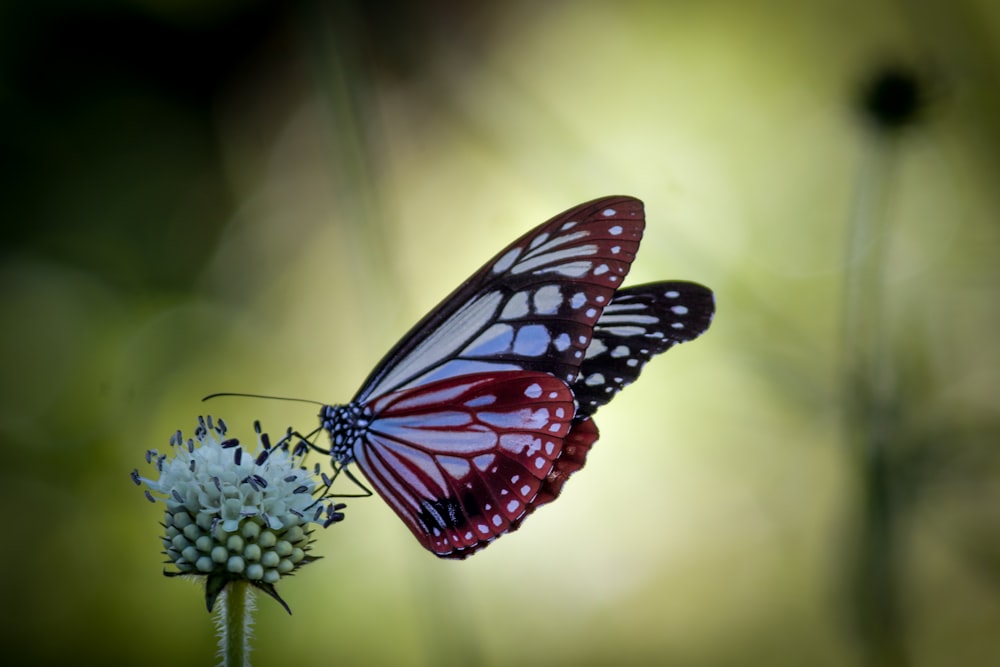 orange and black butterfly perched on white flower in close up photography during daytime