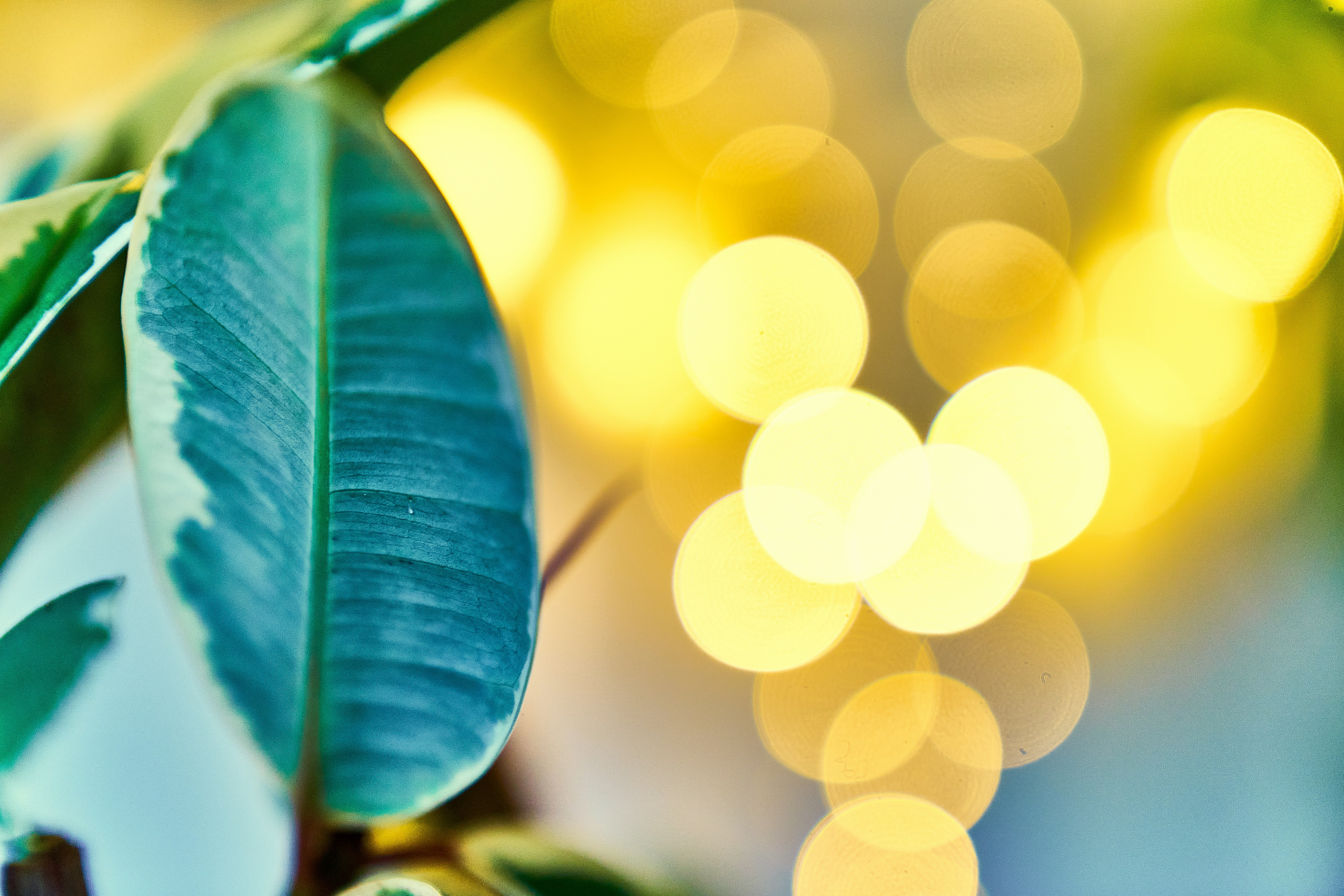 green leaves with yellow lights