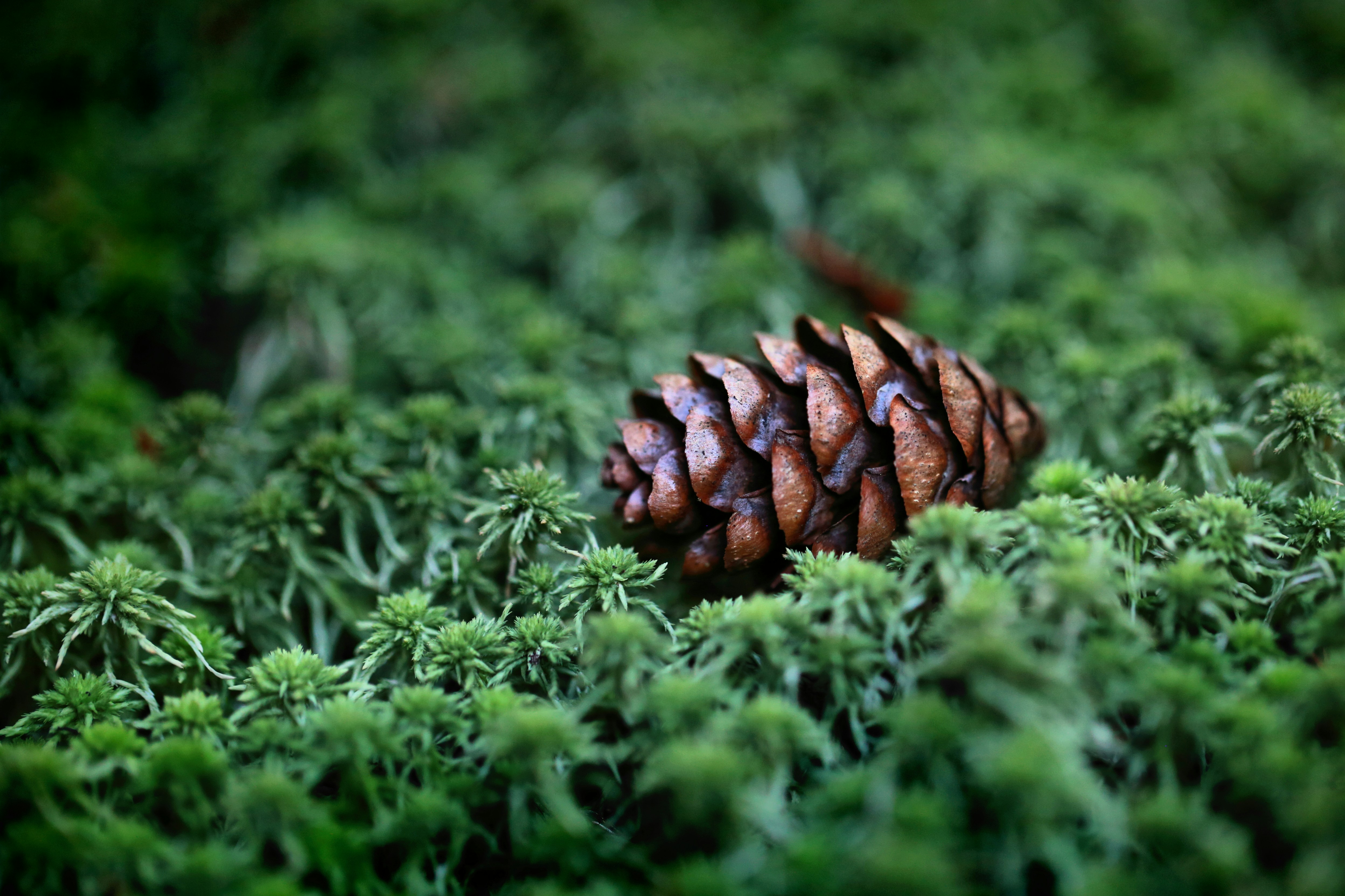 Pine cone resting on soft green moss in natural forest environment