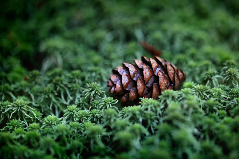 brown pine cone on green grass
