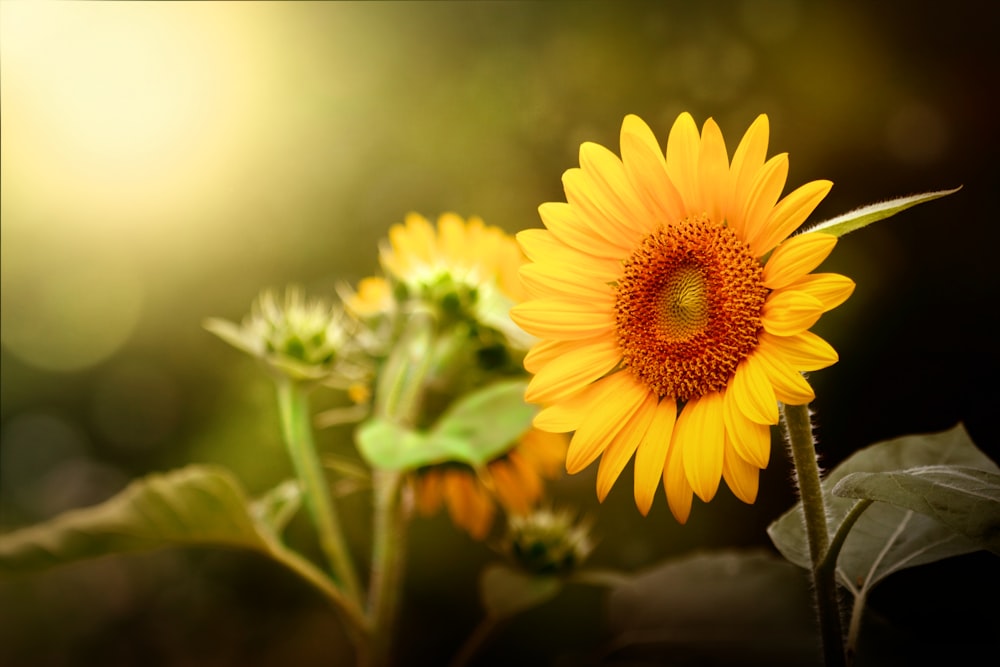 yellow sunflower in tilt shift lens