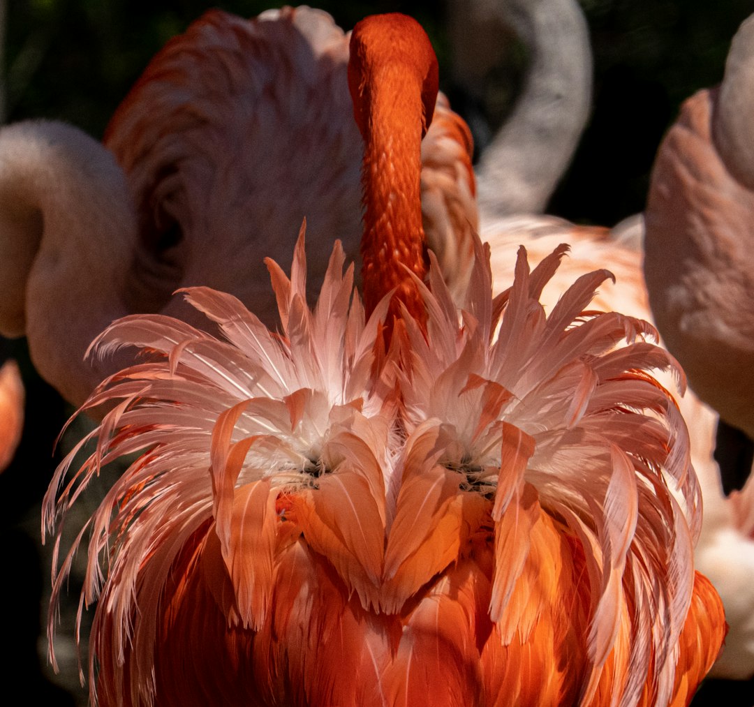 pink flamingos in tilt shift lens