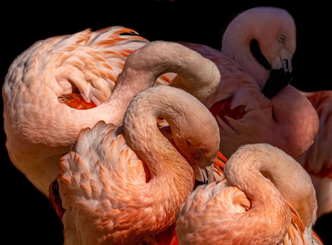 pink flamingos in black background