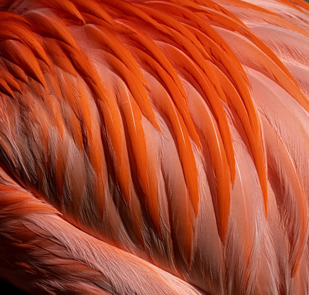 brown and white feather textile