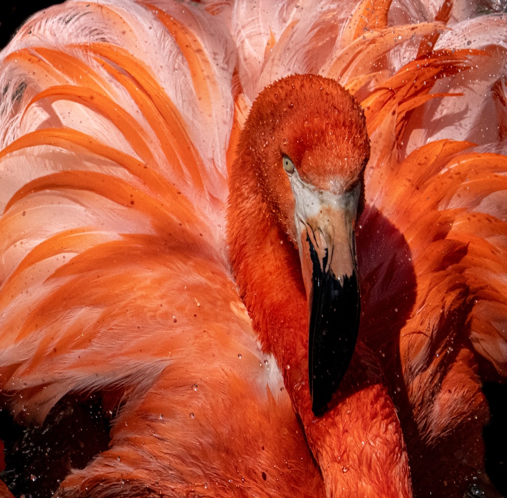 pink and white flamingo bird