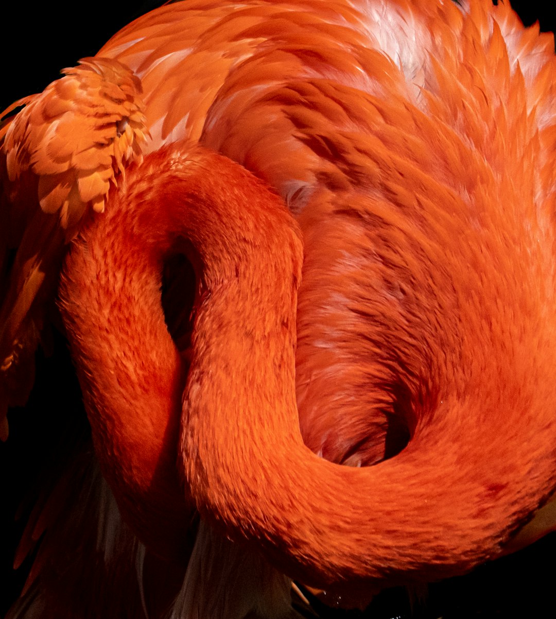 orange bird feather in close up photography