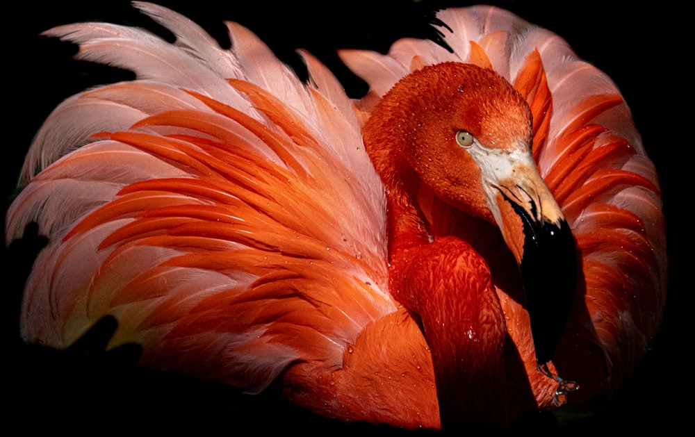 orange and white birds of paradise