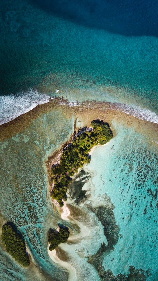 aerial view of green trees on seashore during daytime in Alifu Dhaalu Atoll Maldives