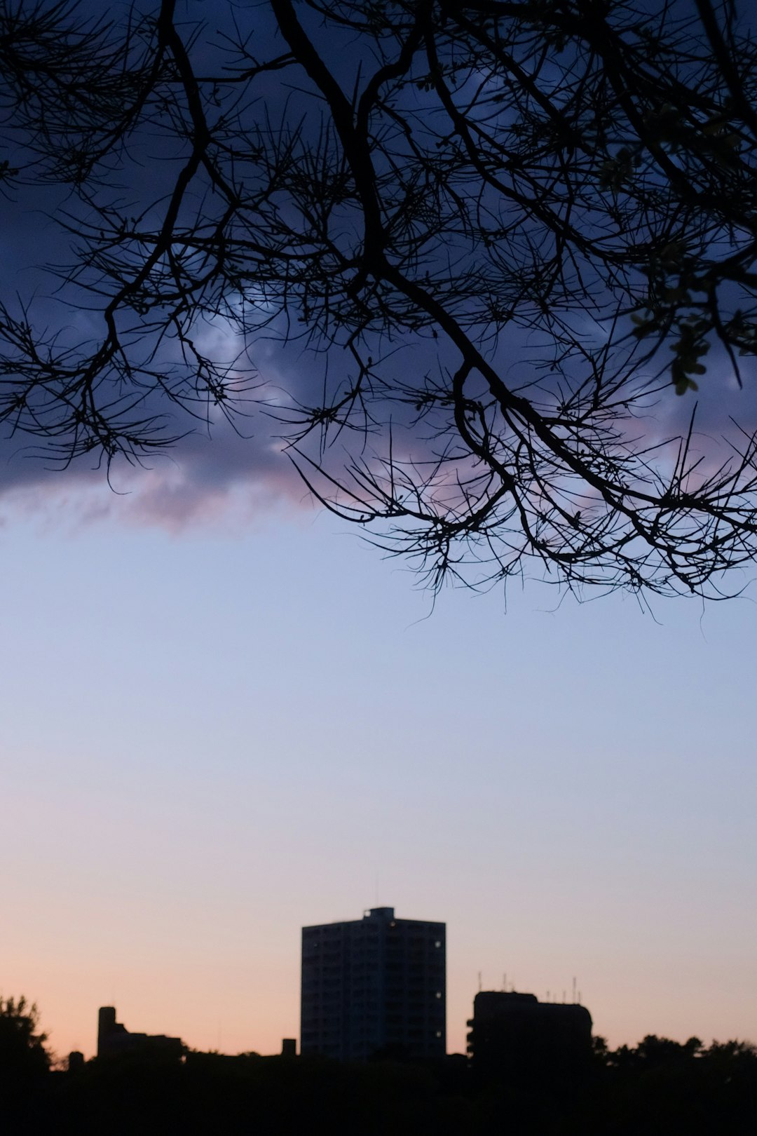 bare tree under white sky during daytime