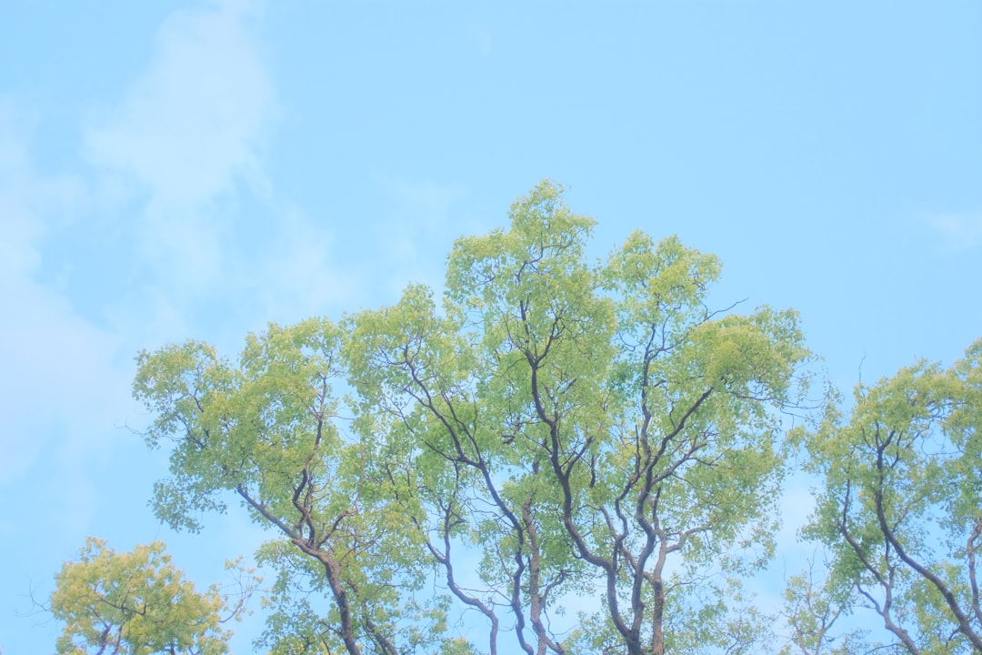 green tree under blue sky during daytime