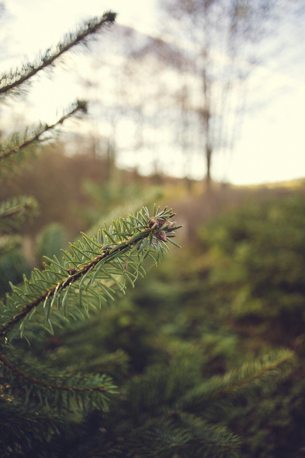 green plant in tilt shift lens