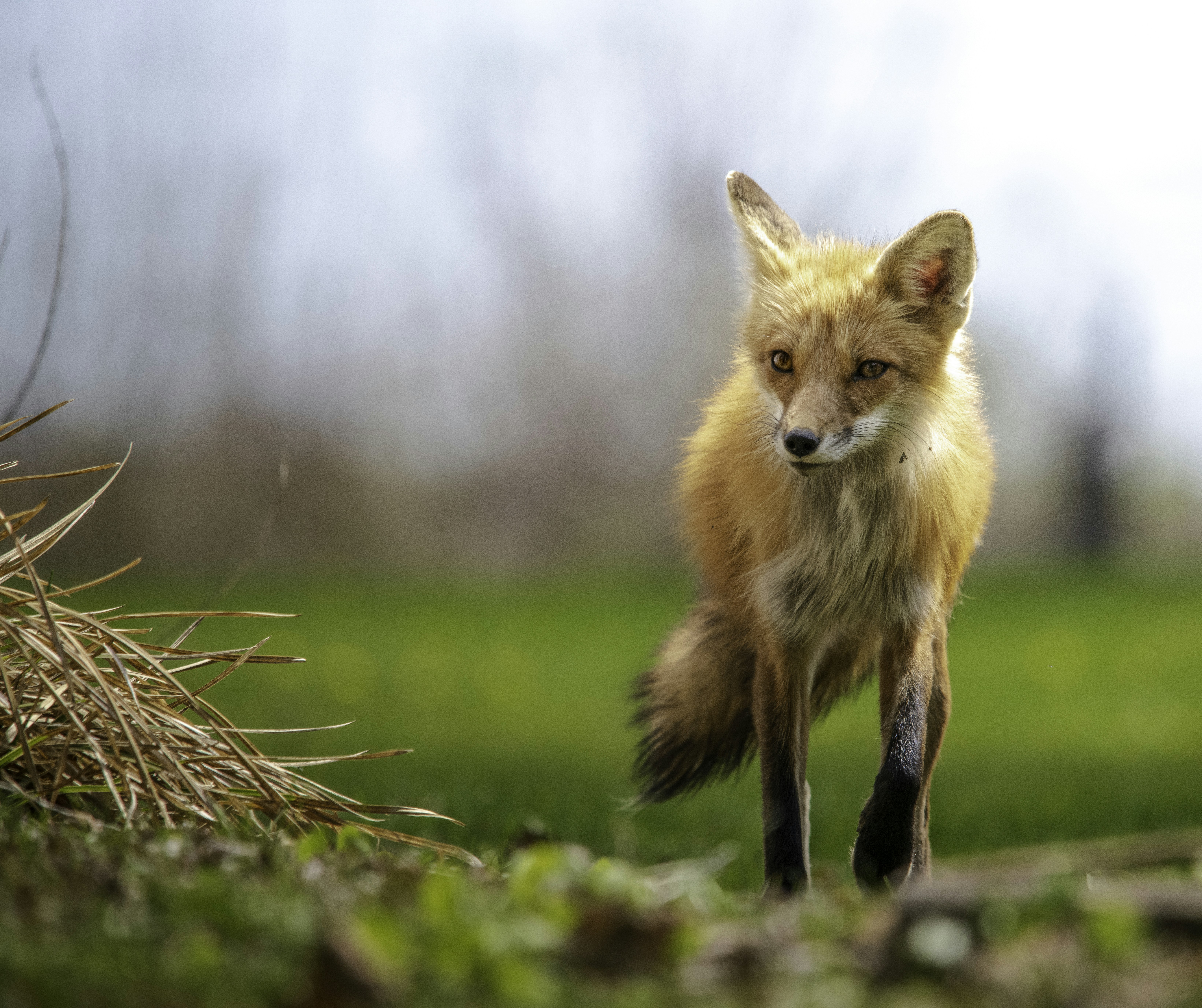 昼間は茶色の乾燥した葉に茶色のキツネの写真 Unsplashで見つける狐の無料写真