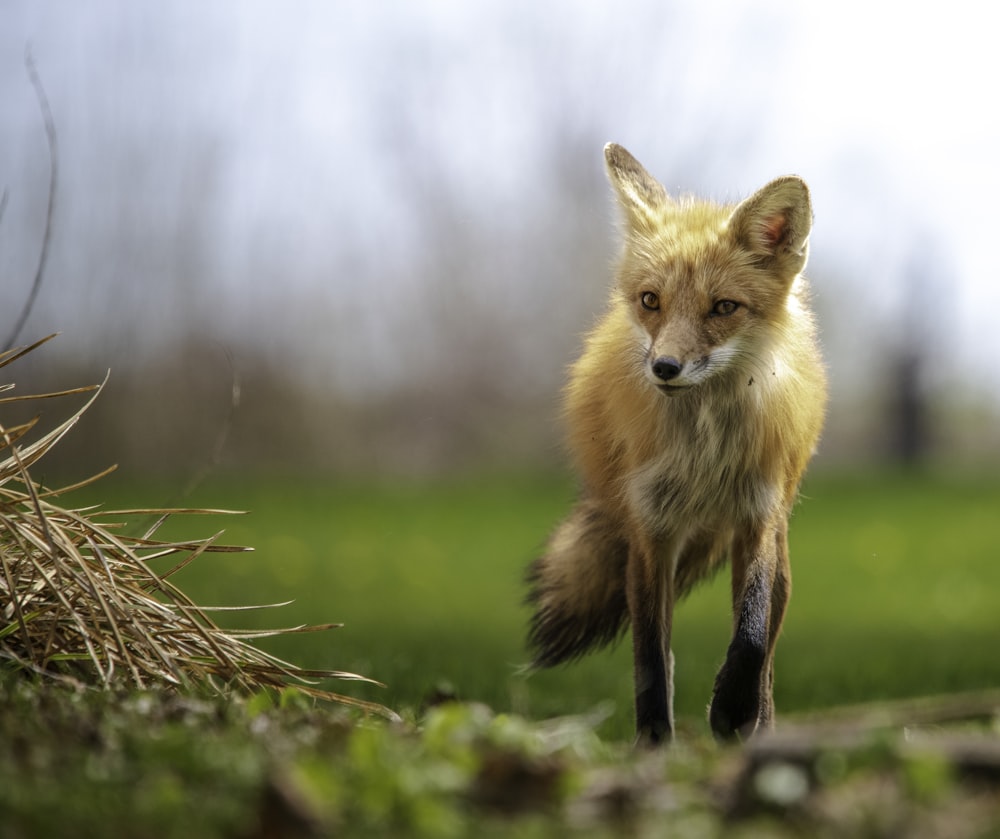 brown fox on green grass during daytime