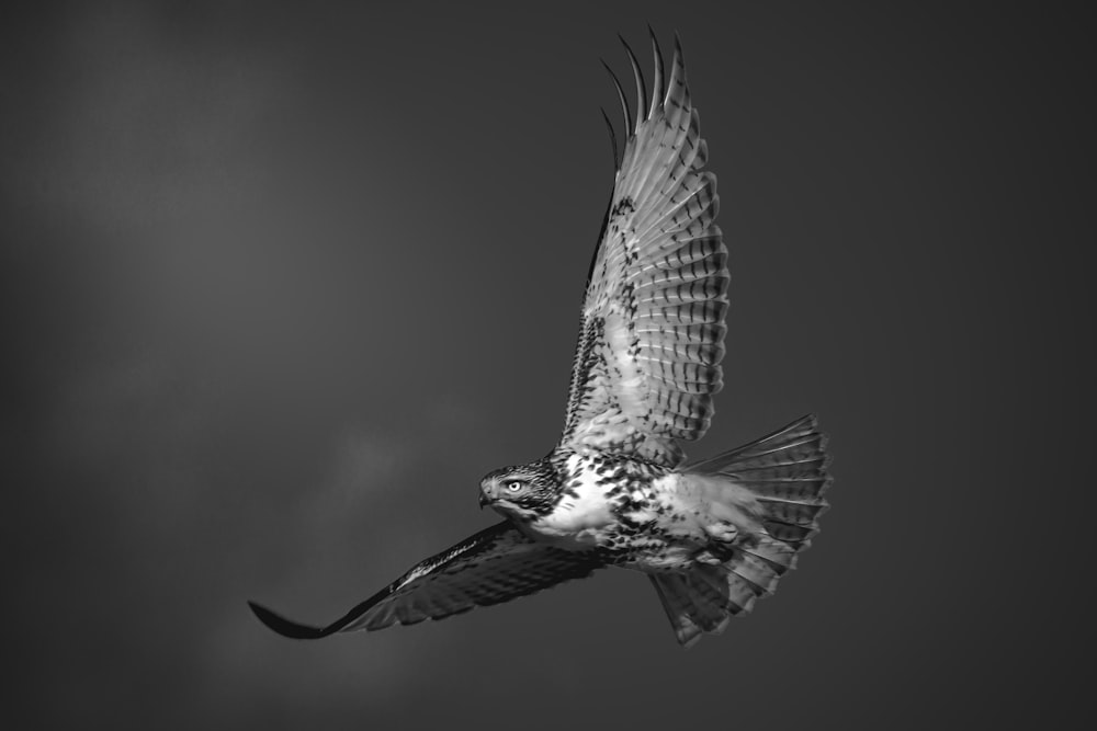 oiseau blanc et noir volant