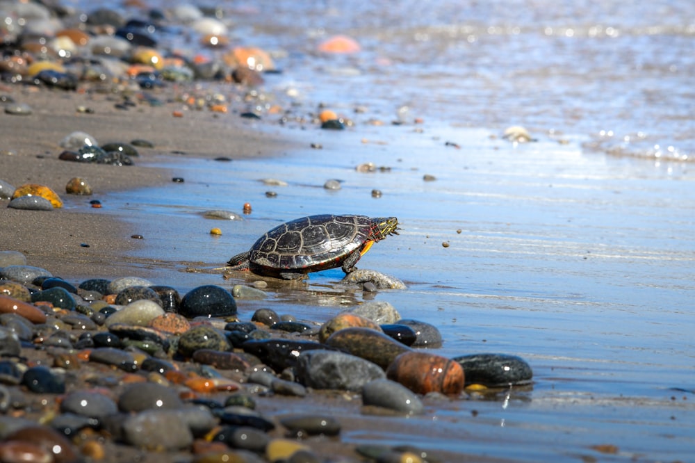 brown turtle on water during daytime