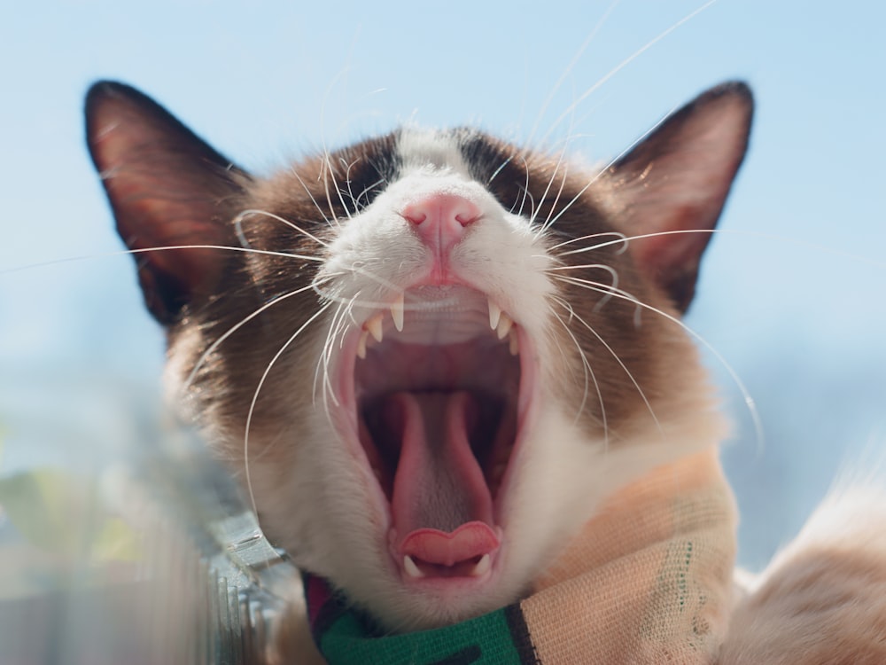 white and brown cat with green scarf