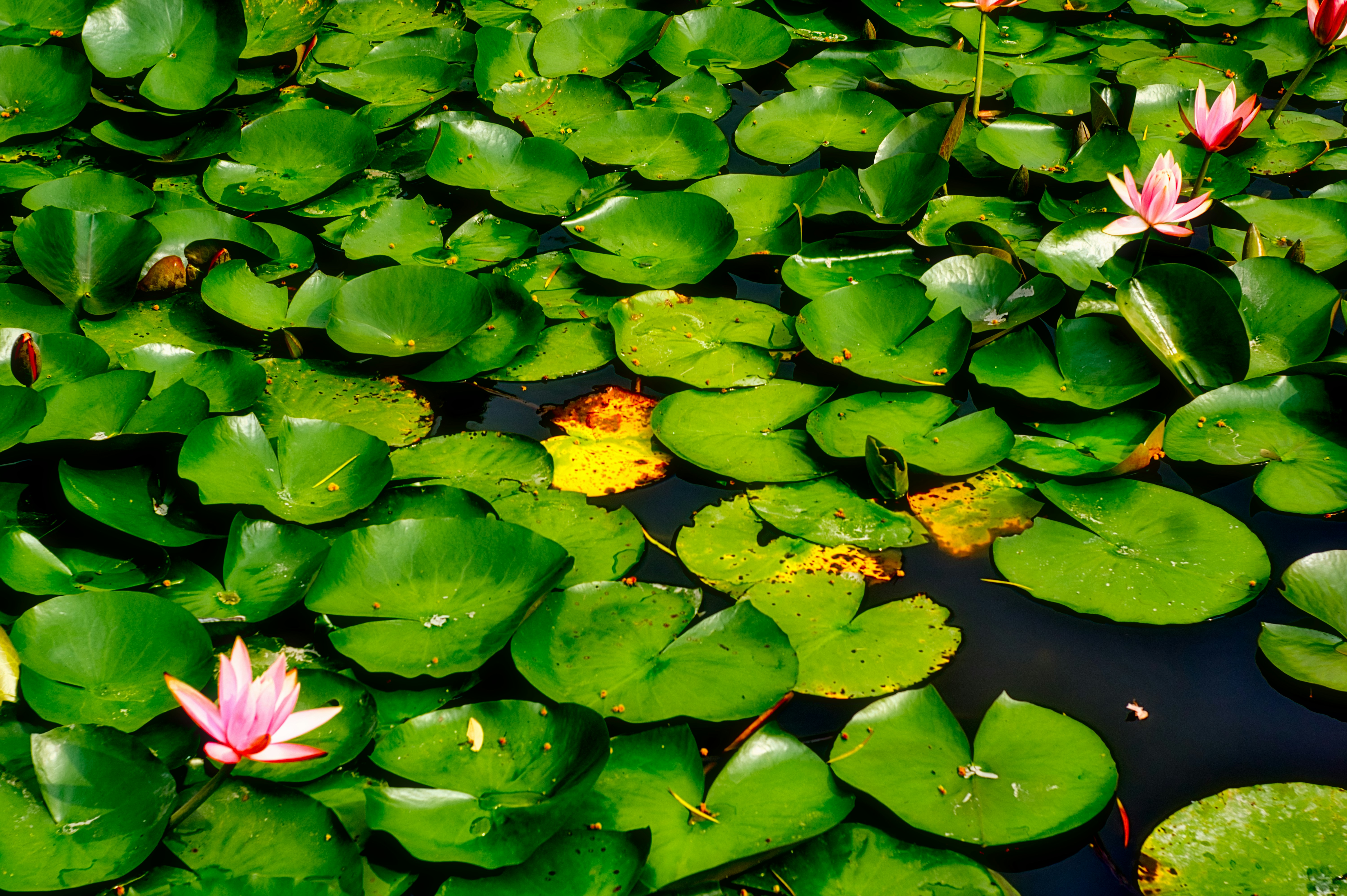 Photo by thomaskinto