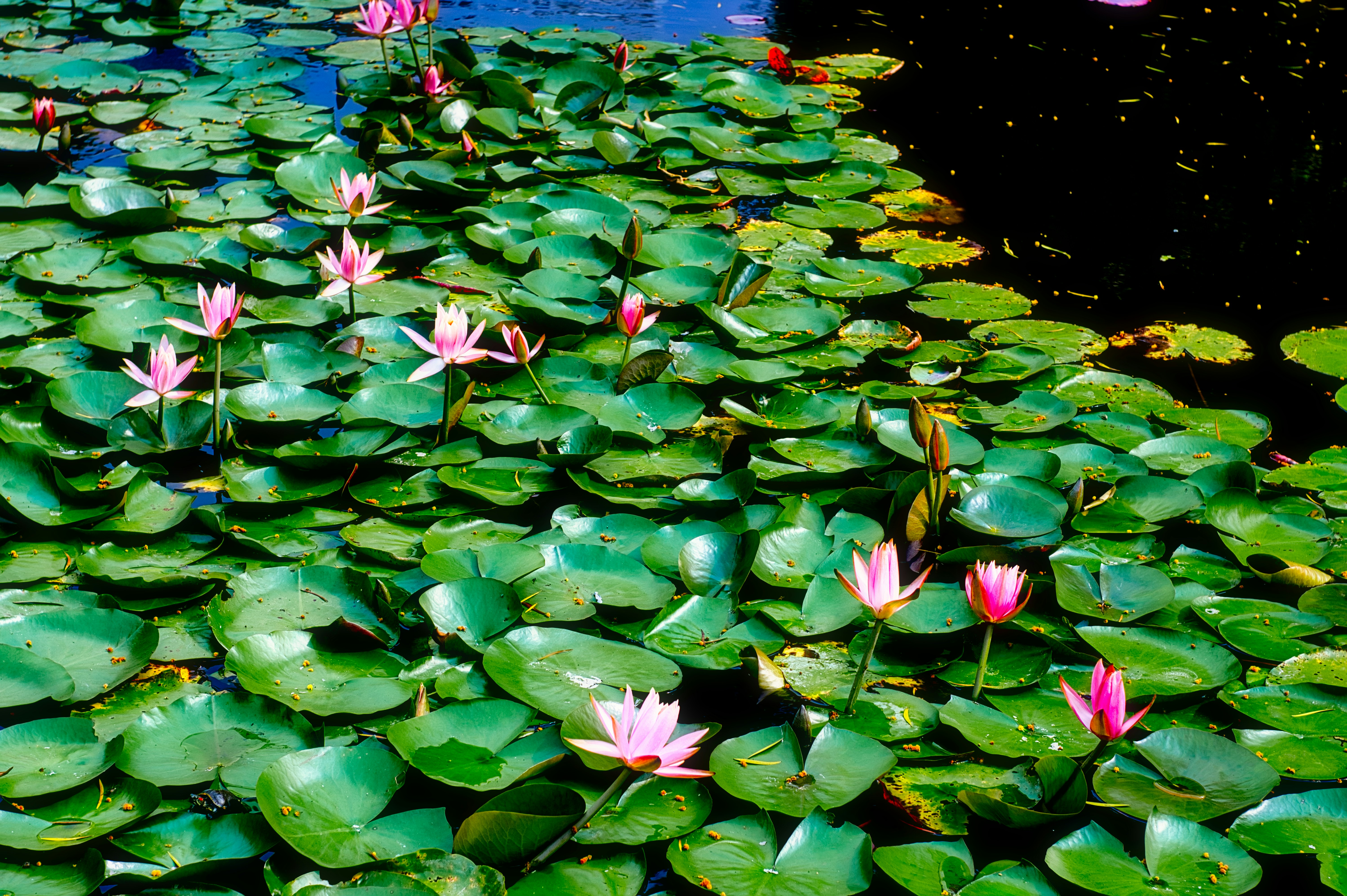 Photo by thomaskinto