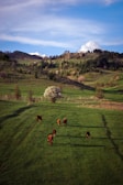 Cattle are grazing on a lush green pasture, situated in a hilly landscape with rolling green hills stretching into the distance. A few trees dot the scenery, and a flowering tree stands in the middle of the field. The sky above is blue with scattered clouds, adding to the tranquil rural setting.
