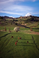 Cattle are grazing on a lush green pasture, situated in a hilly landscape with rolling green hills stretching into the distance. A few trees dot the scenery, and a flowering tree stands in the middle of the field. The sky above is blue with scattered clouds, adding to the tranquil rural setting.