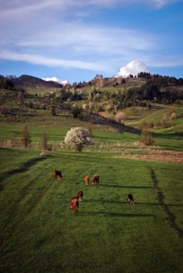 Cattle grazing peacefully in a lush pasture surrounded by rolling hills.